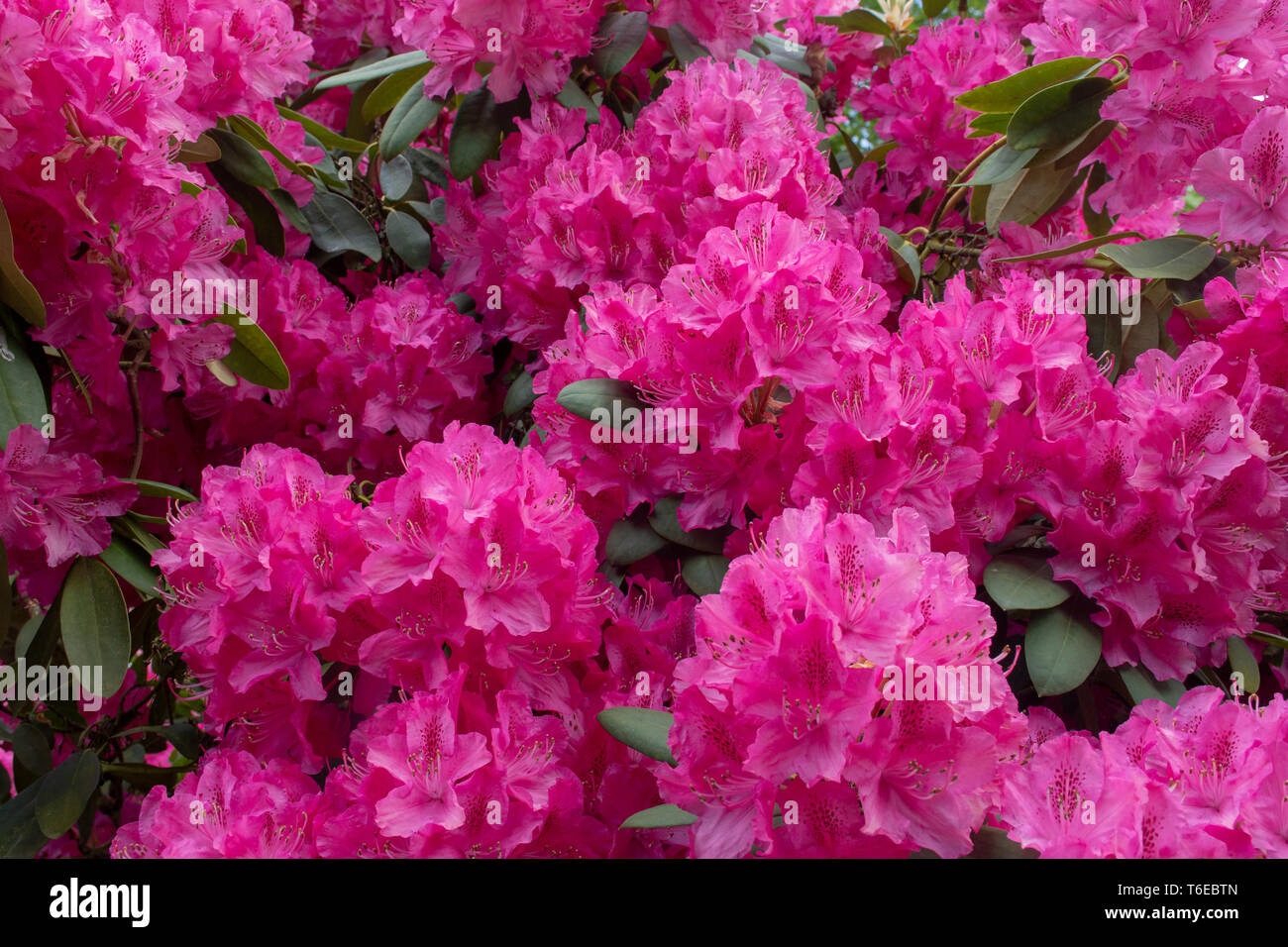 Pink rhododendron in close up Stock Photo