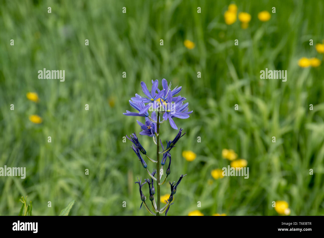 Wild Blue flower with grass in background Stock Photo