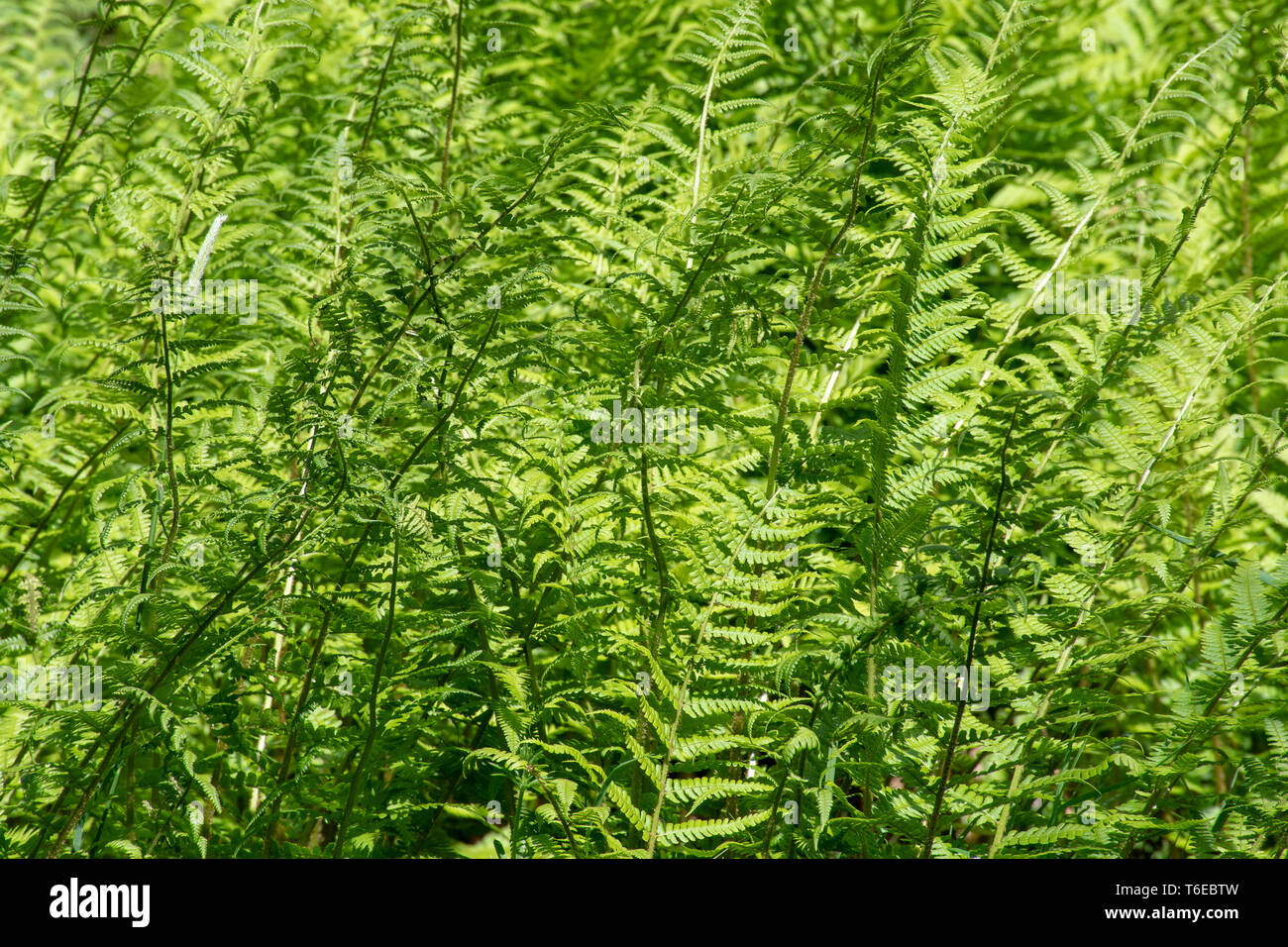 Close up of green ferns Stock Photo