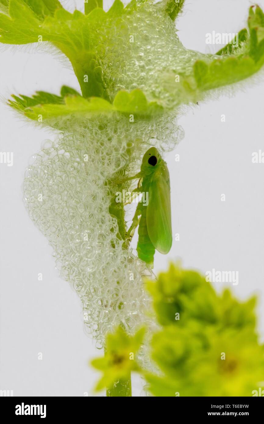 Larva of a green hay horse in its foam cocoon shortly after hatching Stock Photo