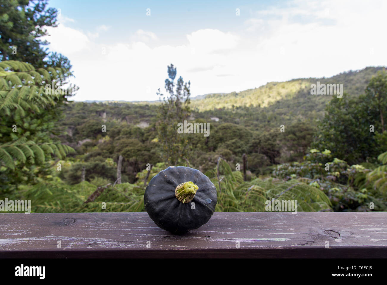 Homegrown, organic buttercup squash sitting on a ledge overlooking the