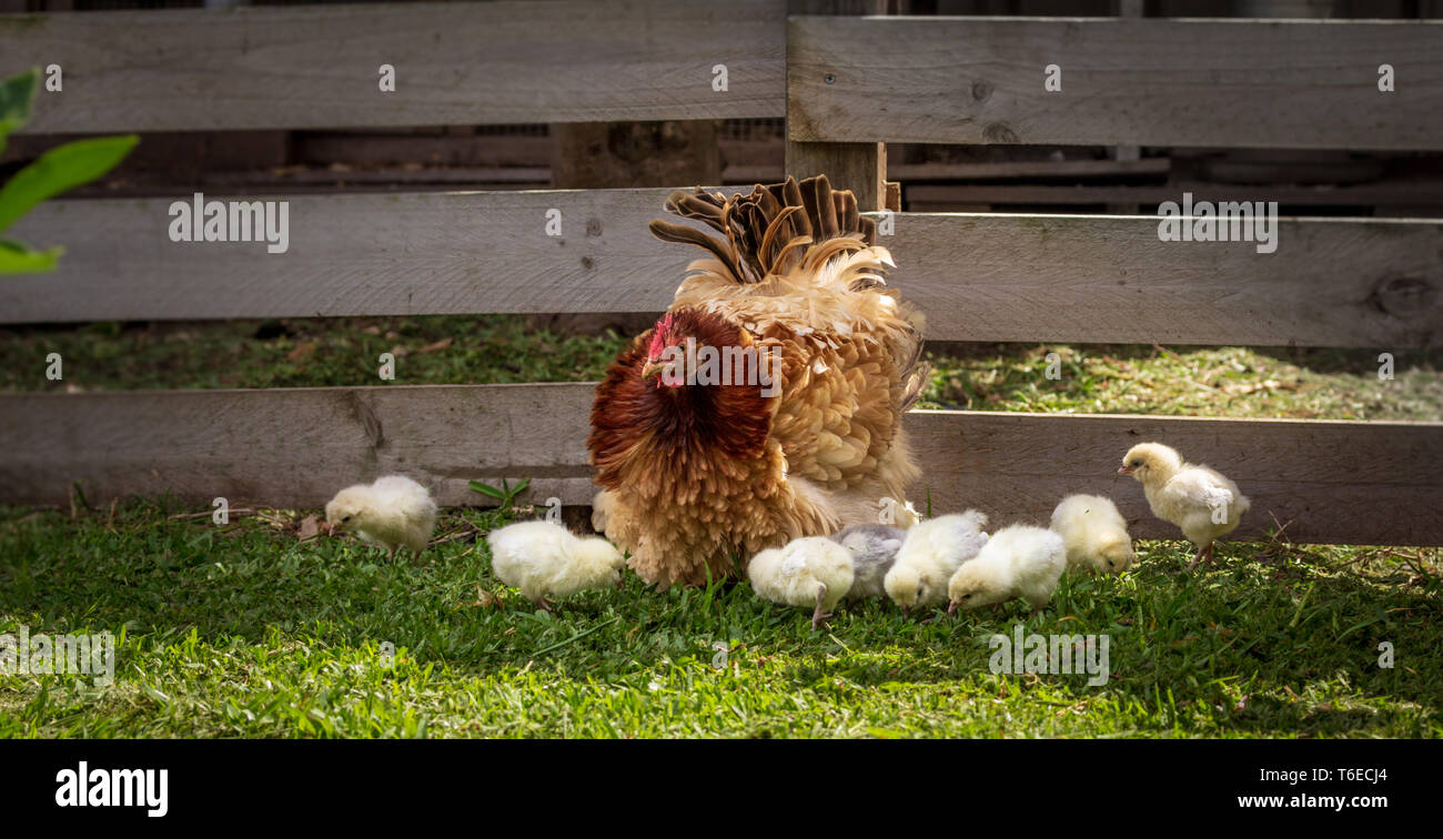 free range back yard hen with chicks, authentic sustainable living Stock Photo