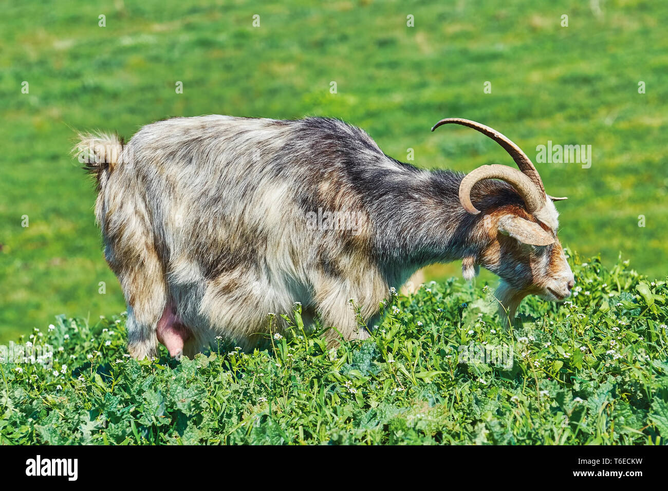 Goat Eating Grass Stock Photo Alamy