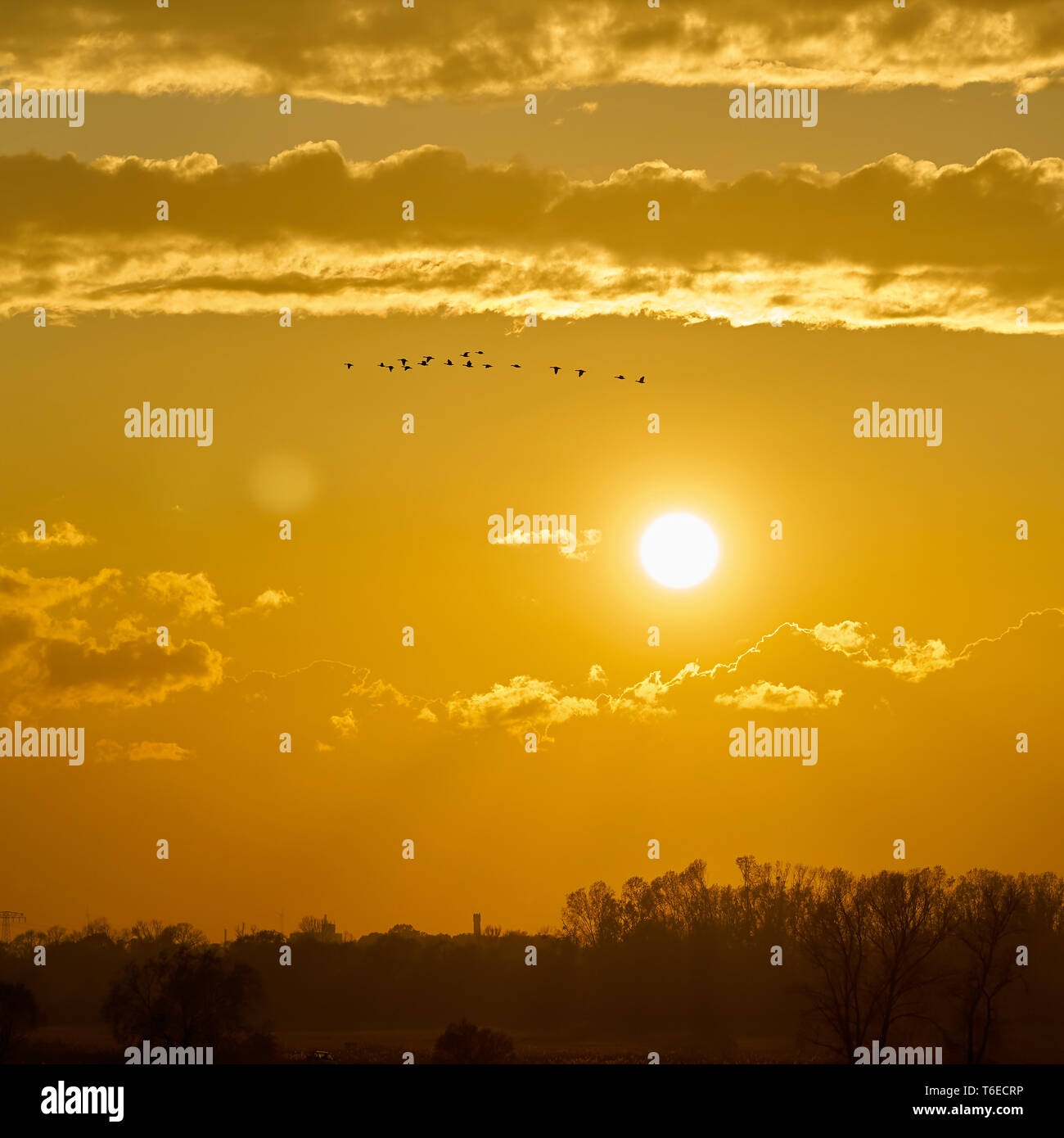 Sunset with clouds and a flock of geese Stock Photo
