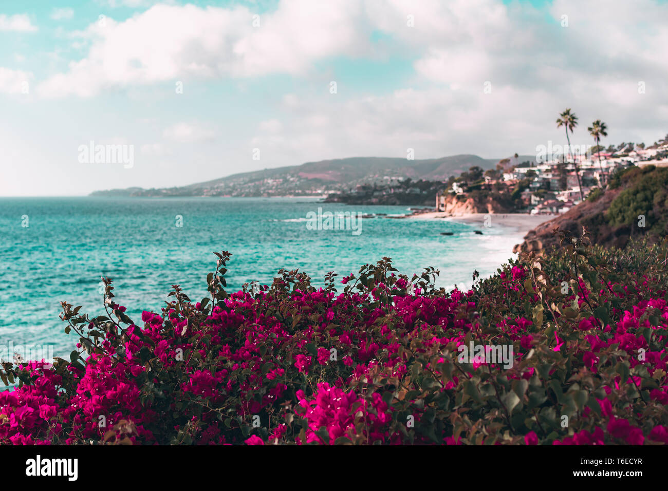 Tropical flowers along the Pacific Ocean with palm trees and the city of Laguna Beach, California, USA in the background Stock Photo