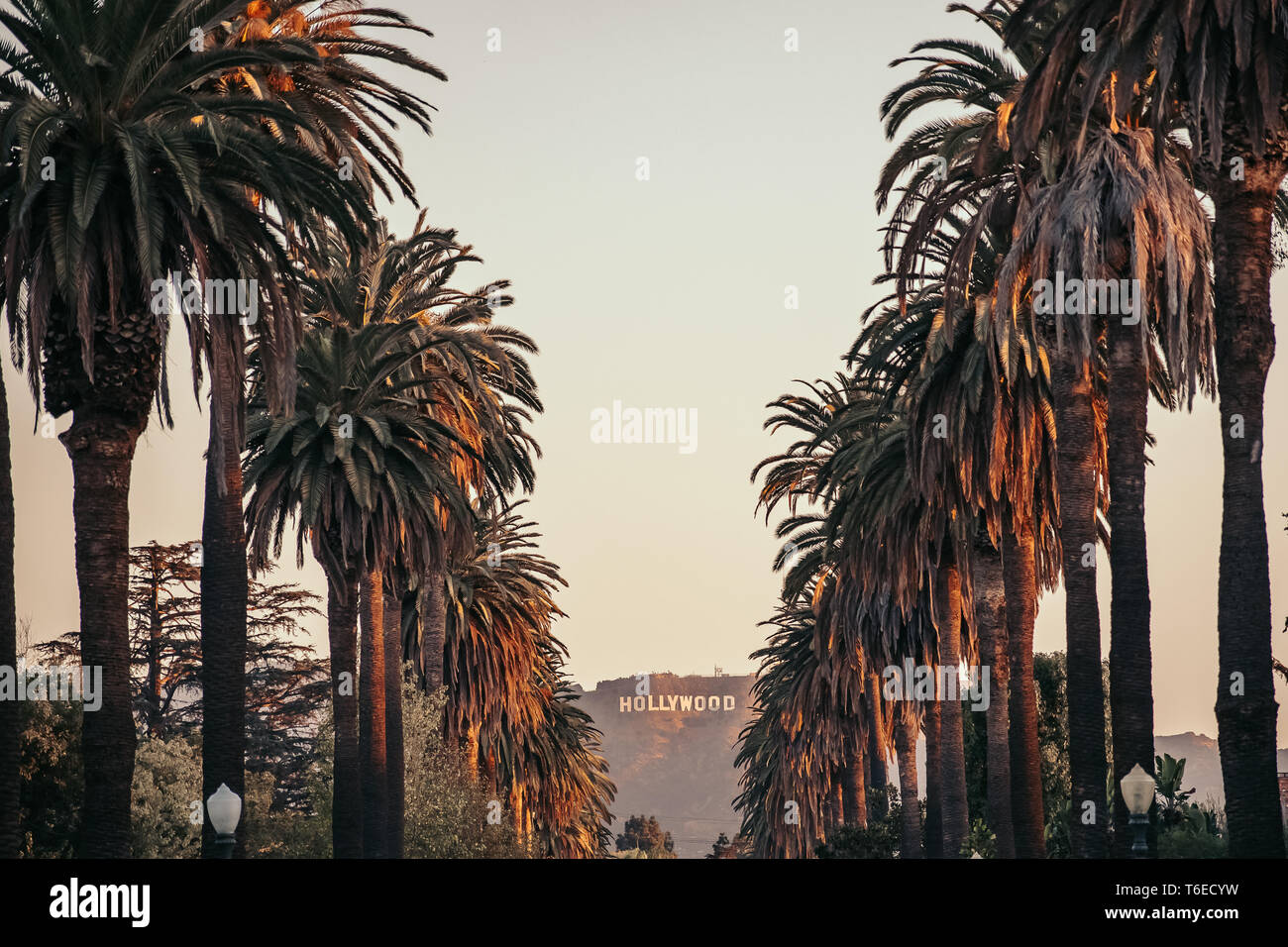 HOLLYWOOD sign surrounded by palm trees. World famous landmark. Los Angeles, California, USA Stock Photo