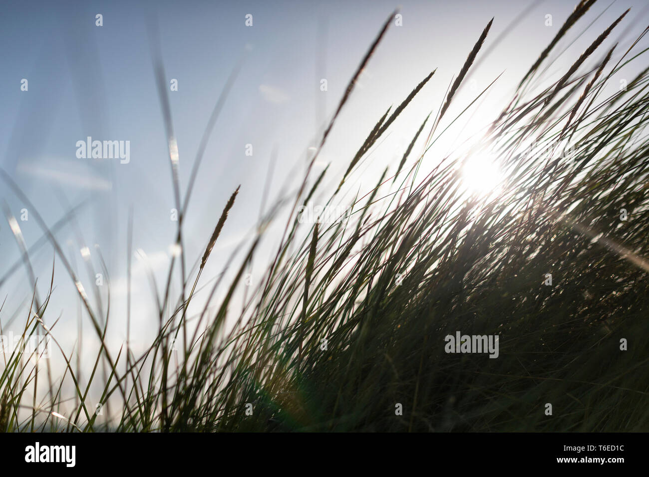 Maram grass against evening sunlight at a beach near to Boisdale, Isle of South Uist, Scotland. Stock Photo