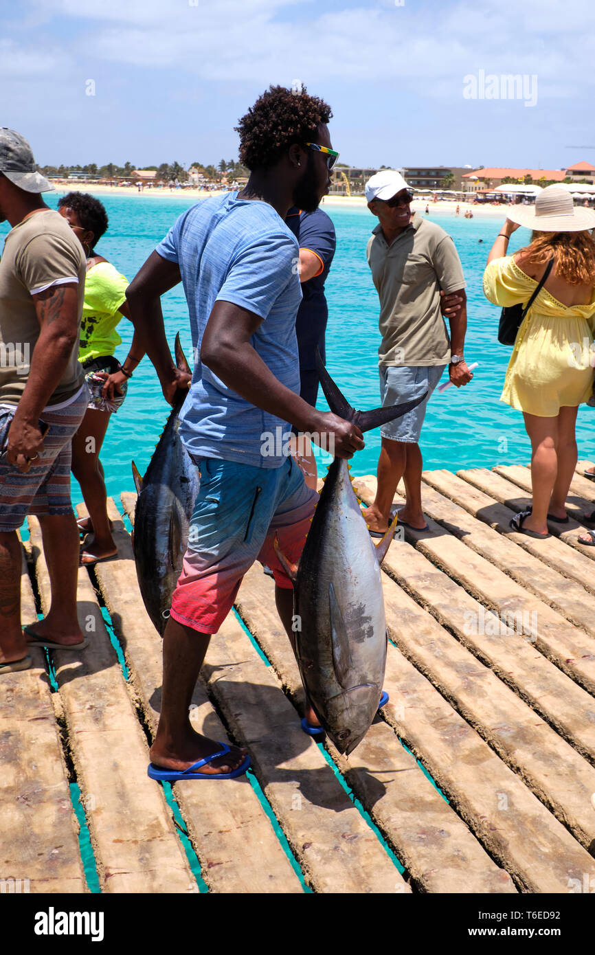 Yellowfin Tuna Being Prepared For Sale On Santa Maria Pier, Sal Island, Cape Verde, Africa Stock Photo
