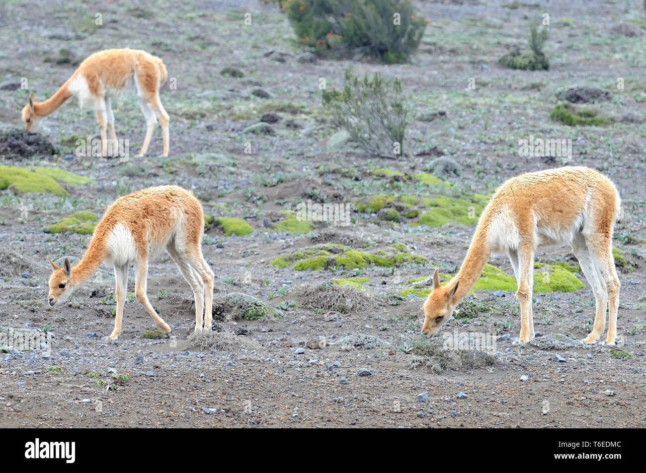 Vicuna's at Chimborazo in Ecuador Stock Photo