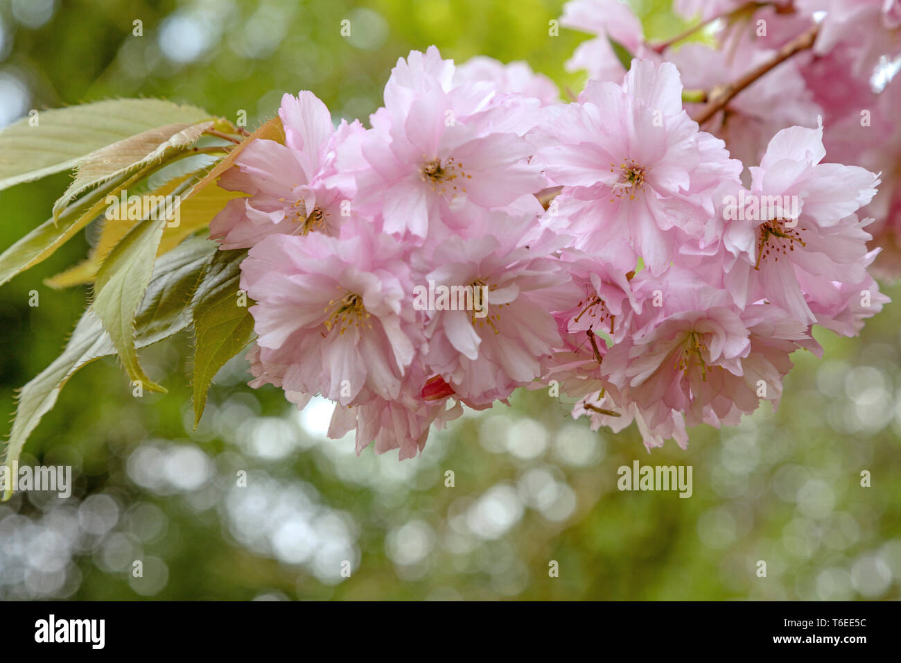 Prunus serrulata or Japanese cherry, flowering in the garden of Aghalane House, Ulster American Folk Park, Omagh, County Tyrone, Northern Ireland. Stock Photo