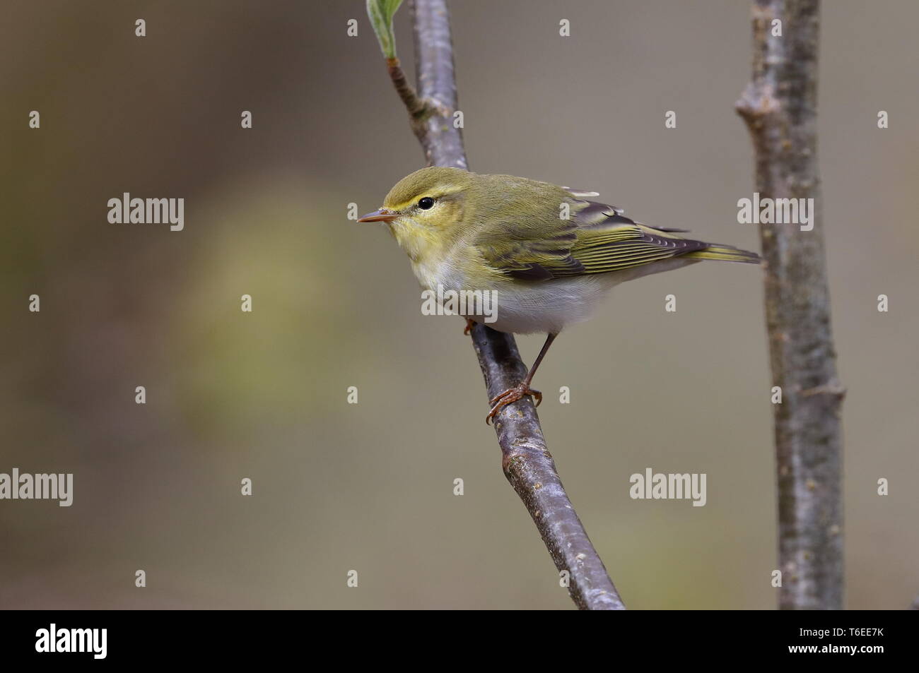 Wood Warbler singing in the Welsh oak woods. Stock Photo