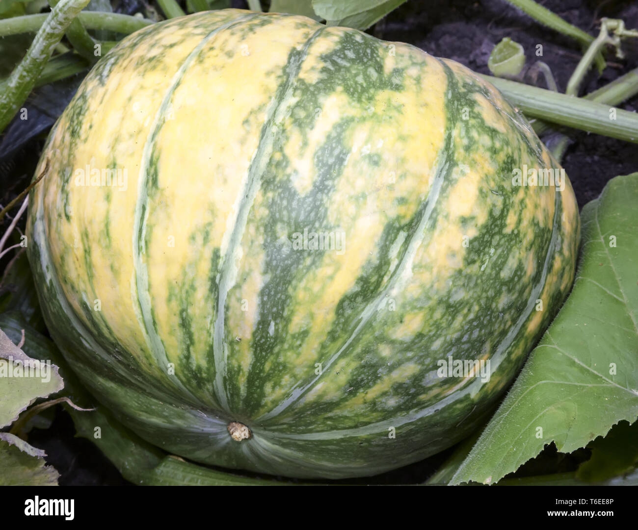 Pumpkin grows in the garden among green leaves Stock Photo - Alamy