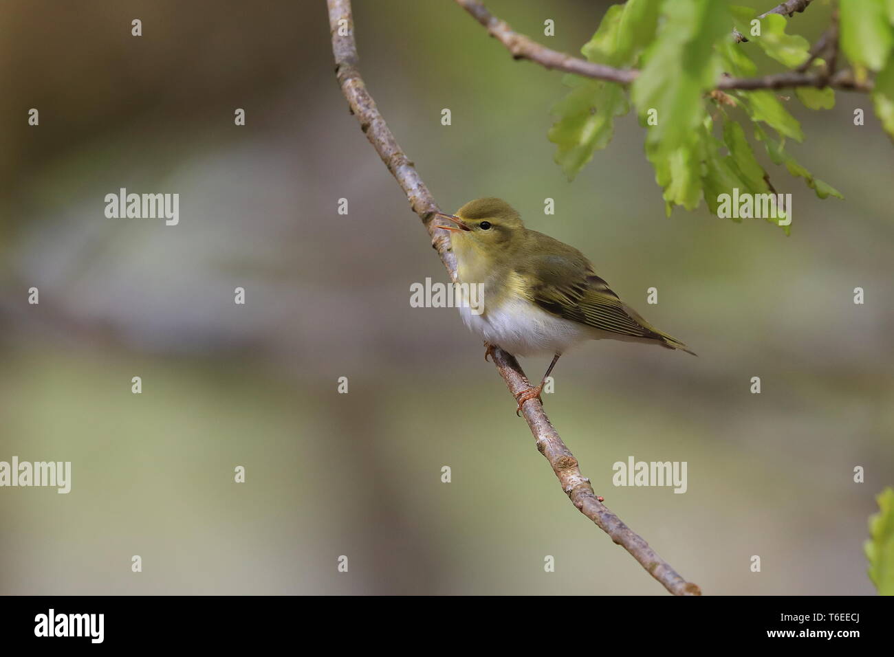 Wood Warbler singing in the Welsh oak woods. Stock Photo
