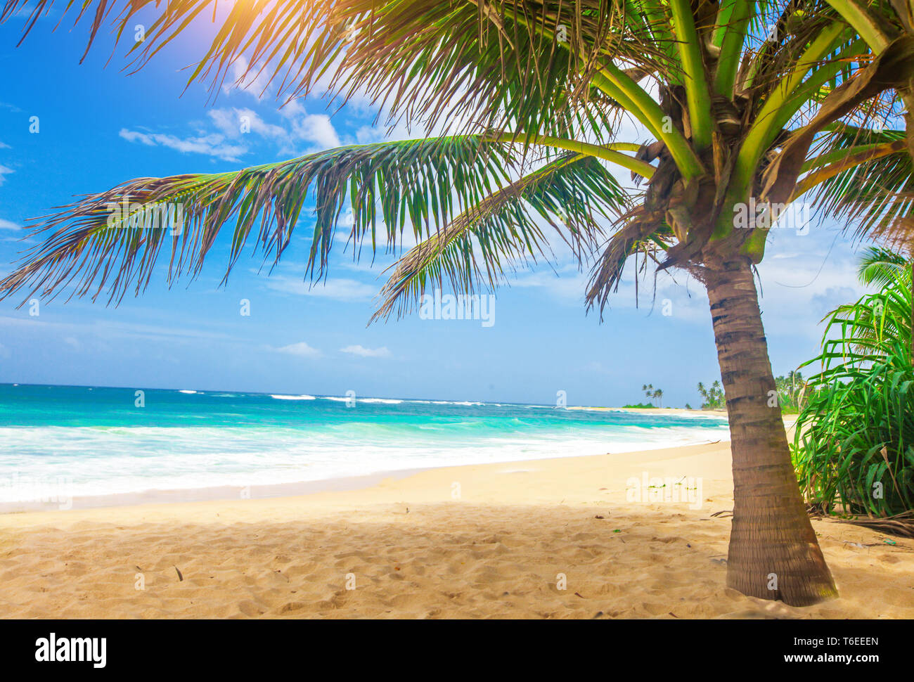 panoramic tropical beach with coconut palm Stock Photo - Alamy