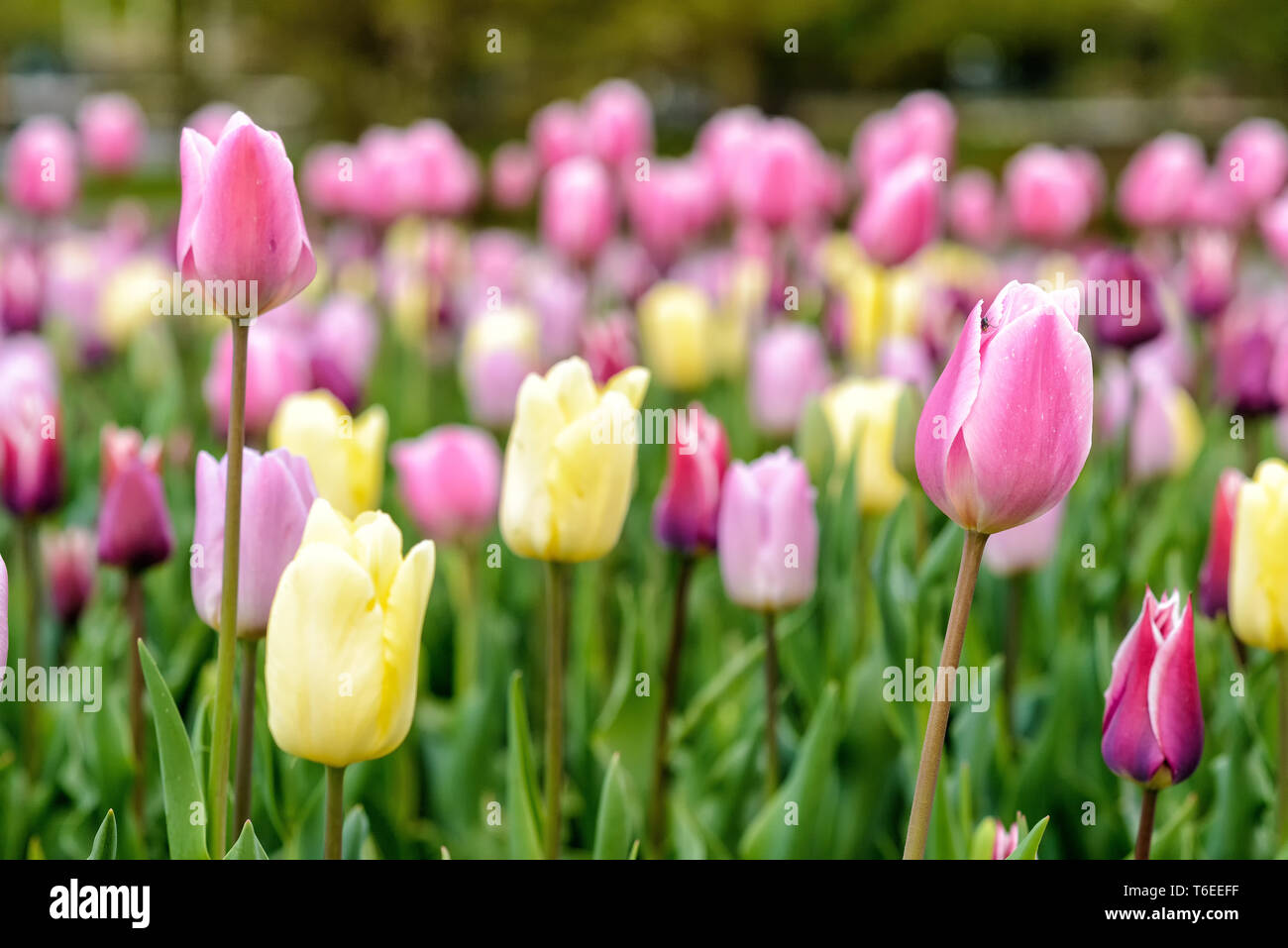 Tulip blooming season in the Netherlands, Europe Stock Photo Alamy