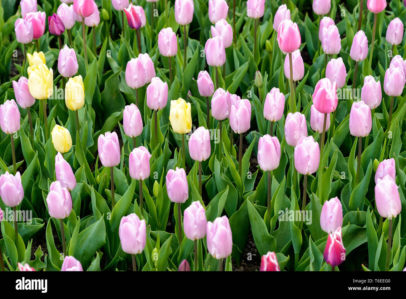 Tulip blooming season in the Netherlands, Europe Stock Photo Alamy