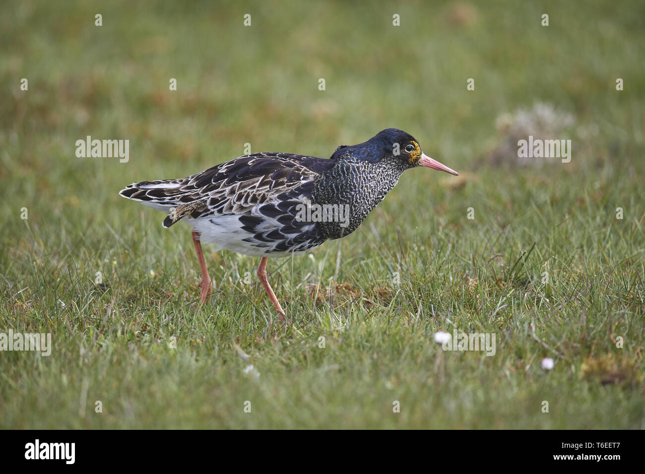 European ruff hi-res stock photography and images - Alamy