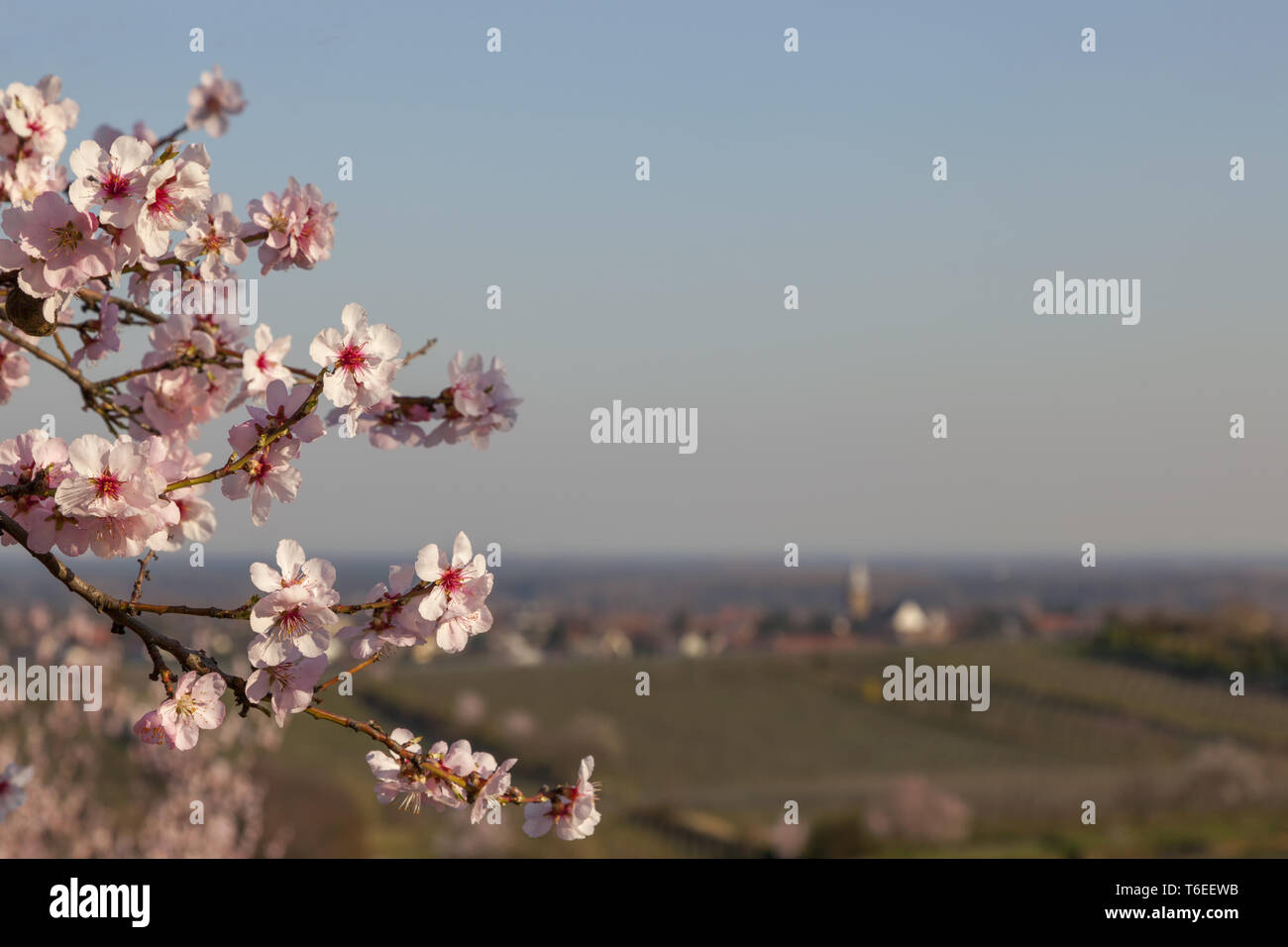 Almond tree blossom (Prunus dulcis) in the southern Palatinate Stock Photo