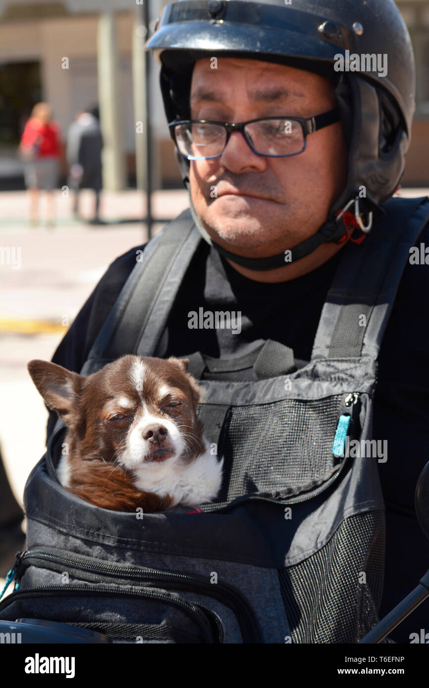 A man with his pet dog in his dog chest carrier rides his motor scooter in Santa Fe, New Mexico USA Stock Photo