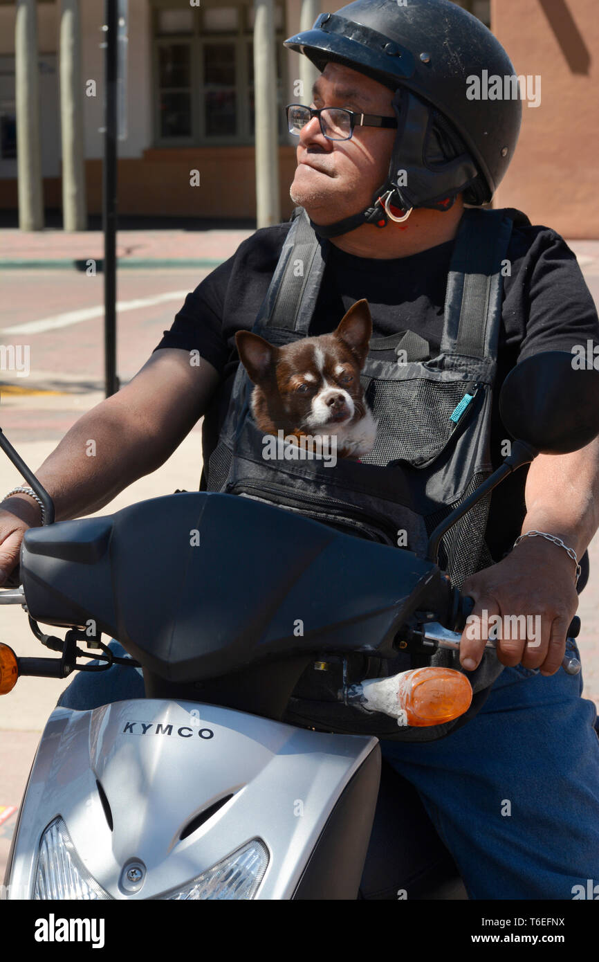 A man with his pet dog in his dog chest carrier rides his motor scooter in Santa Fe, New Mexico USA Stock Photo