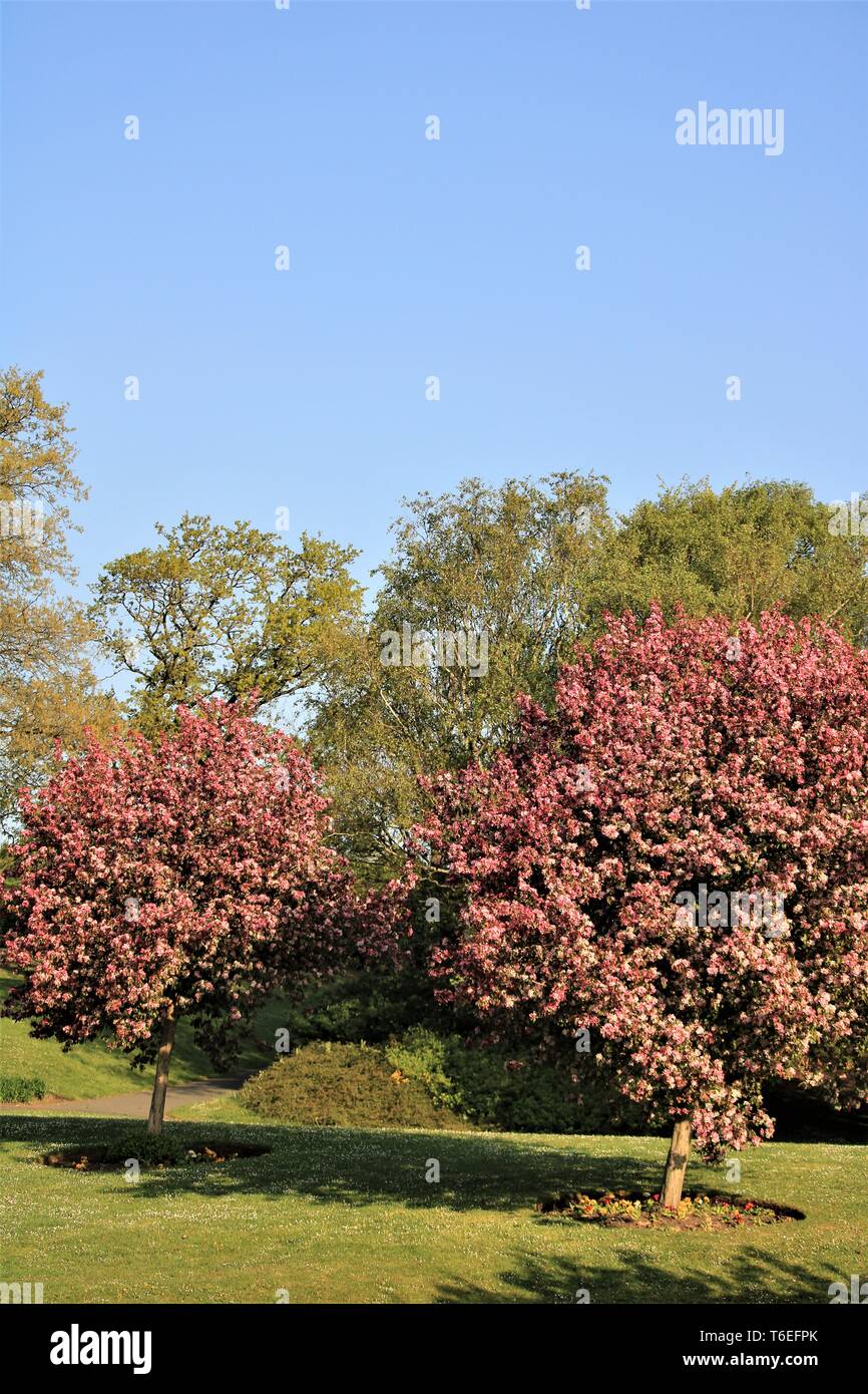 UK Barrow Town Park. Spring Cherry Blossom trees. Barrow In Furness