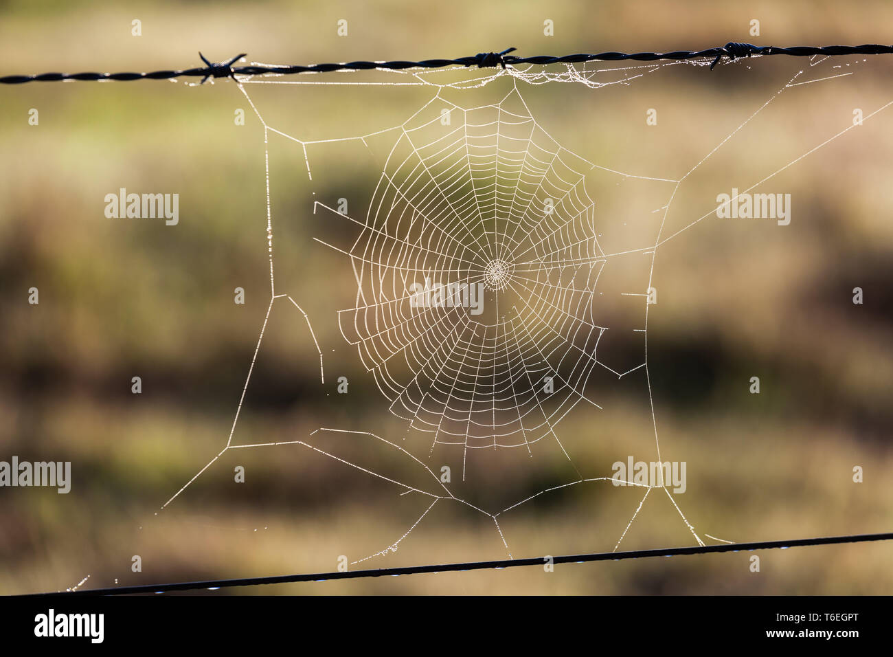 Cobweb on barbed wire fence on blurred background Stock Photo