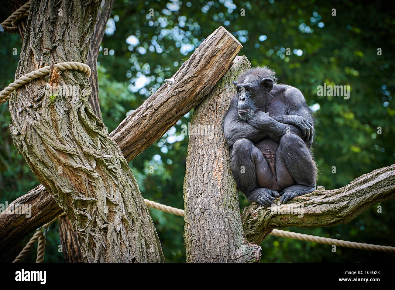 Chimpanzee in an animal park sits on a tree Stock Photo