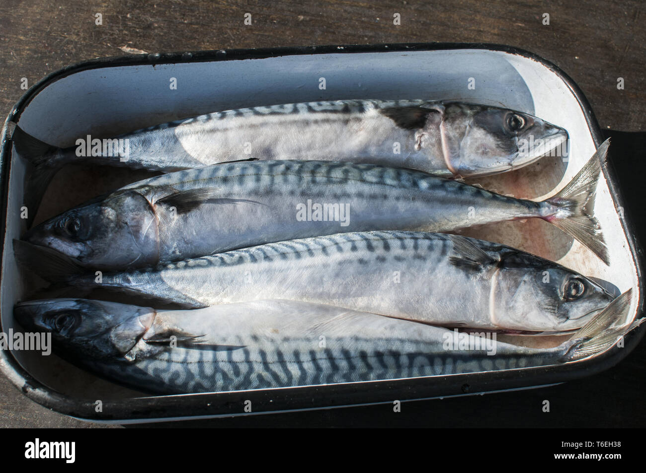 Whole mackerel fishes in tray Stock Photo