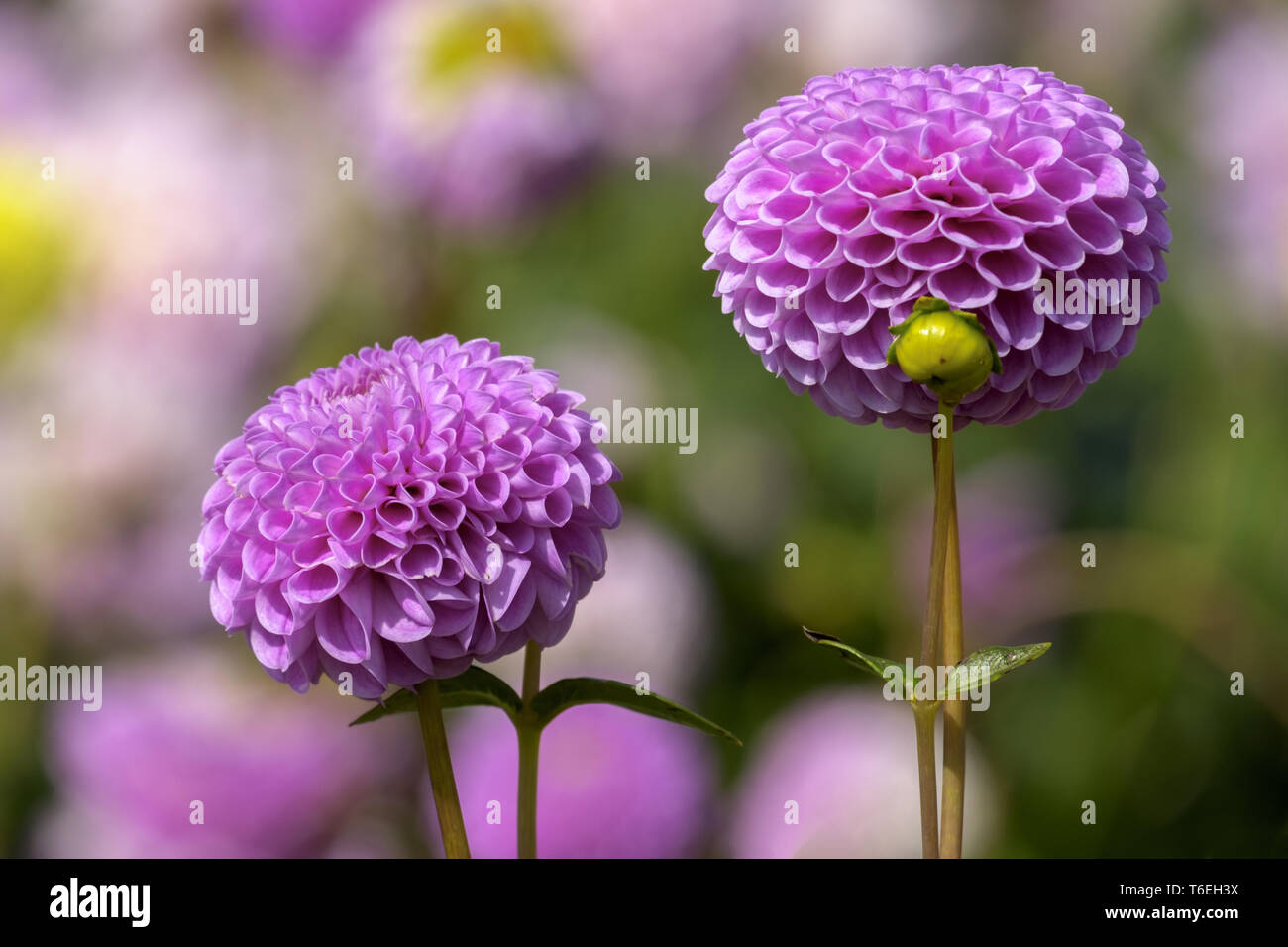 Dahlias dahlia hi-res stock photography and images - Alamy