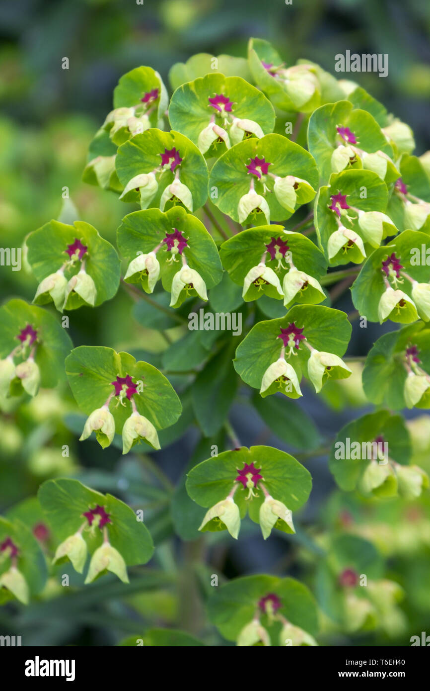 Milkweed (Euphorbia) Stock Photo