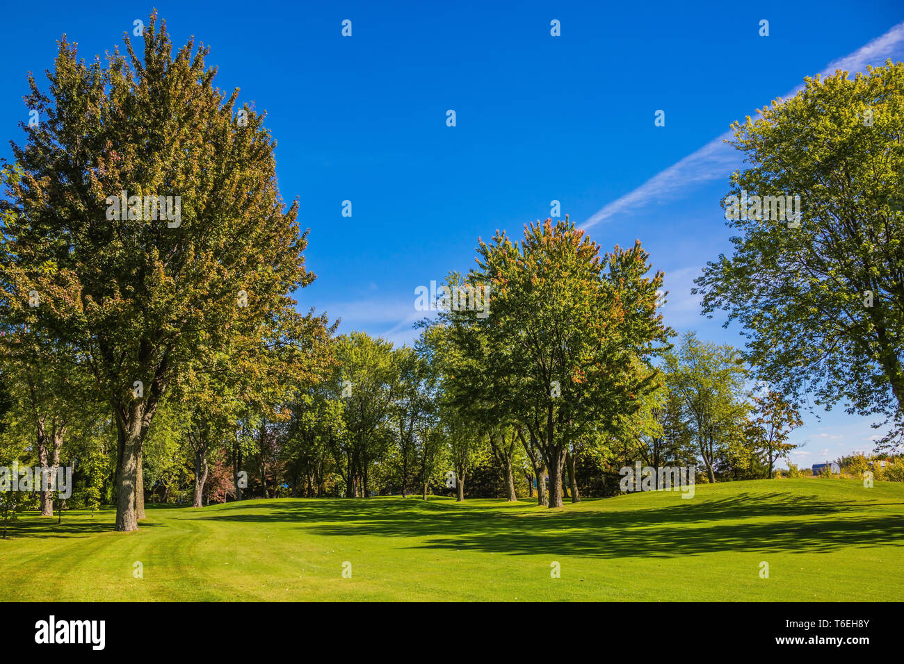 Green grass golf course Stock Photo