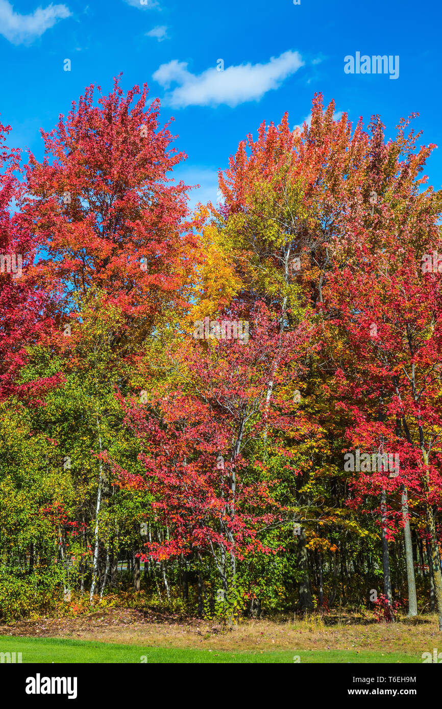 Golden autumn in Canada Stock Photo