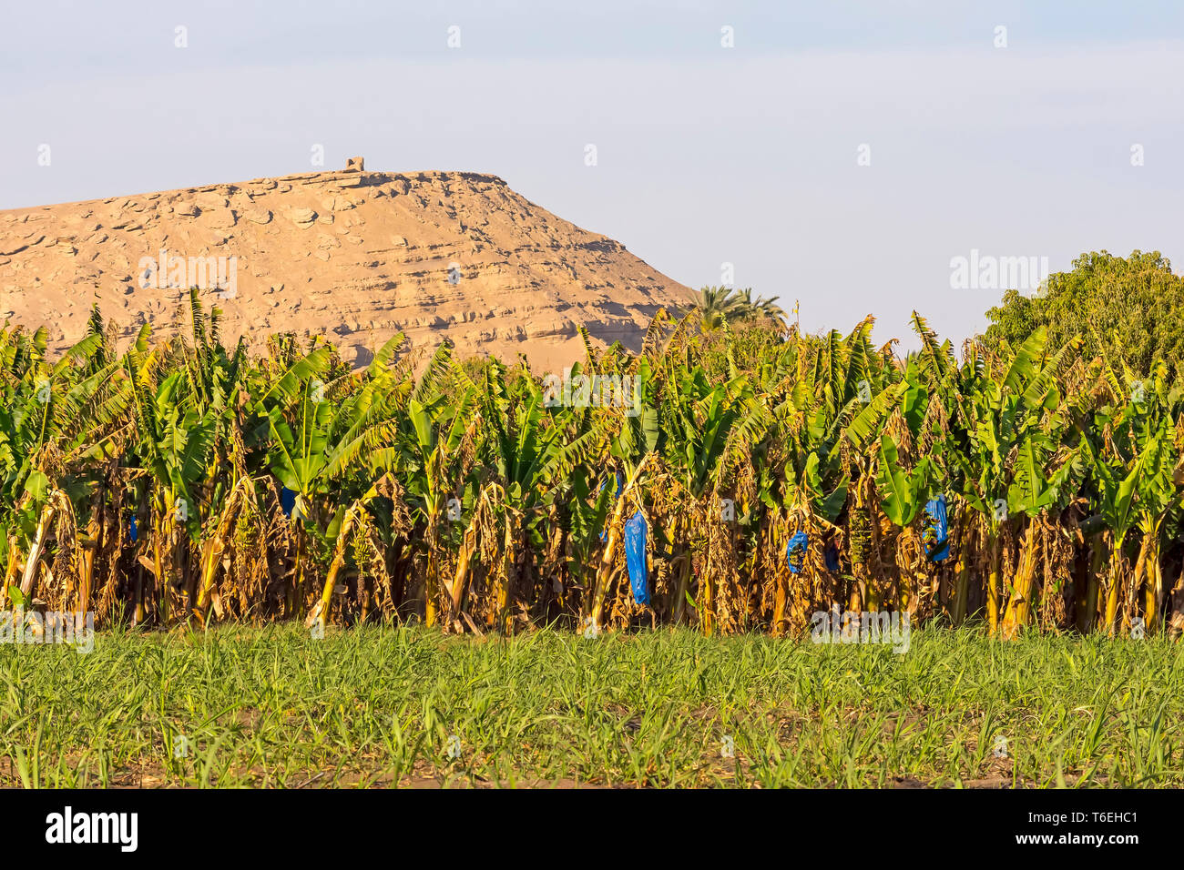 Egypt Banana Trees  Beside Towering  Mound  in the Eastern Desert Stock Photo