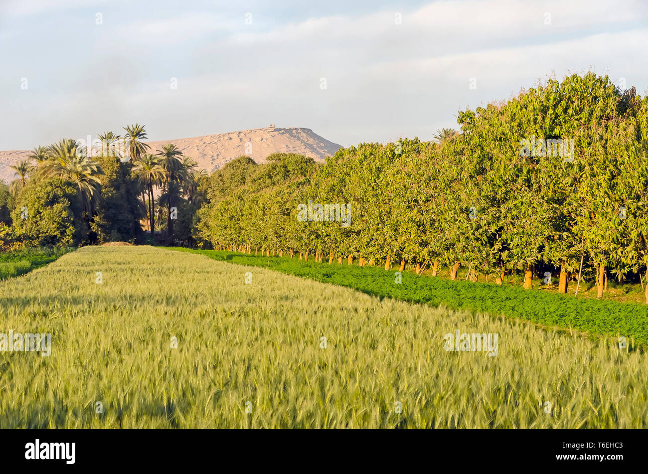 Egypt farm rows wheat and mango trees situated beside the Eastern Desert Stock Photo