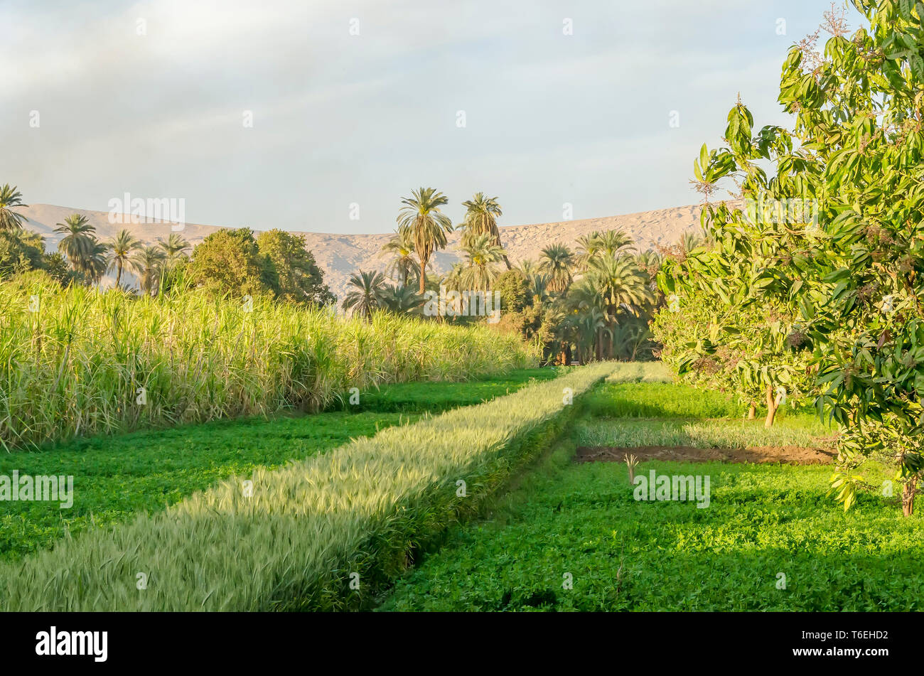 Egyptian farming sugar cane, wheat and mango trees grow beside the Eastern Desert Stock Photo