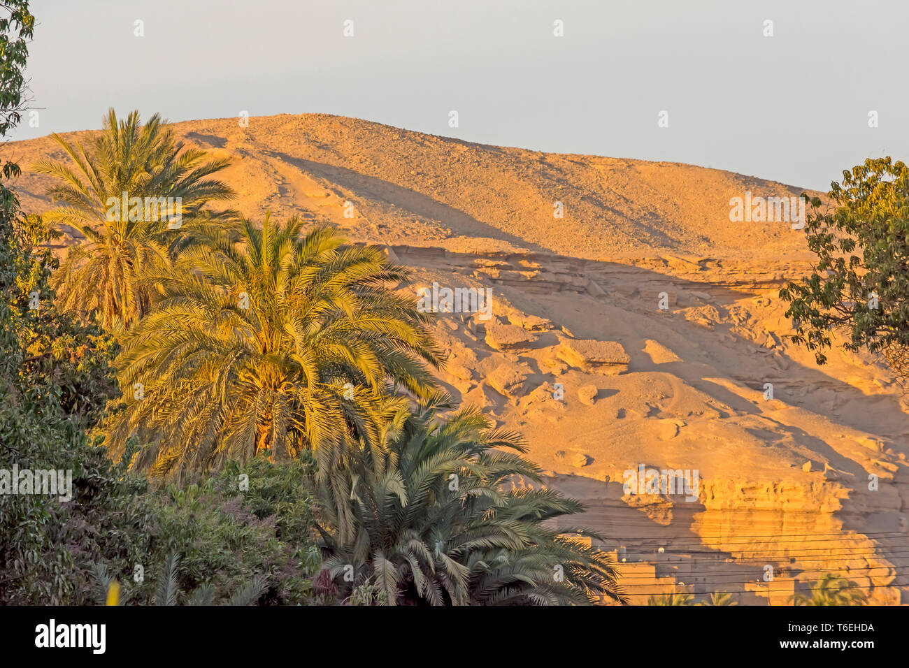Egypt Palm Trees and Power Lines Beside the Eastern Desert Stock Photo
