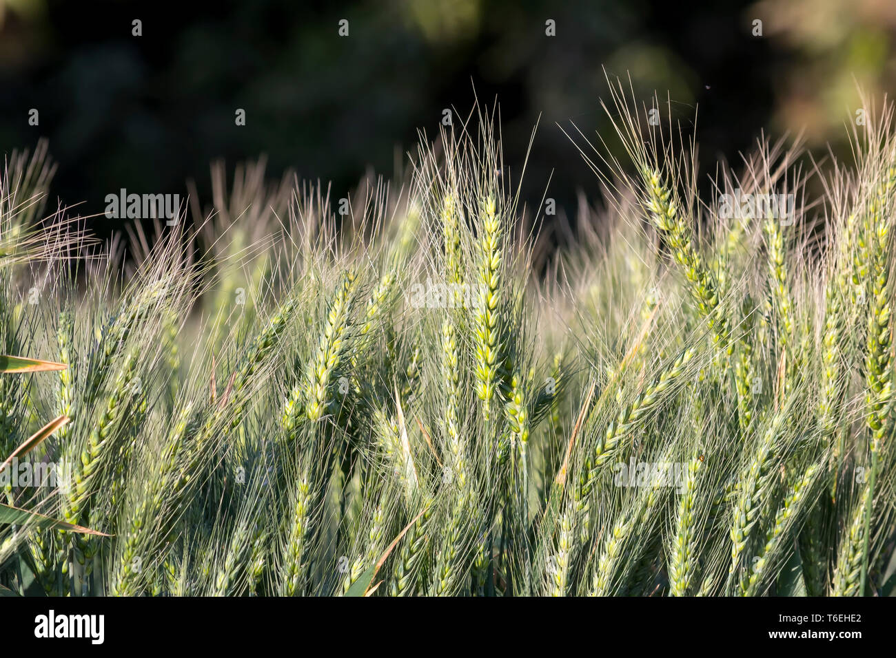 Egypt Wheat Stalks  Close-up Detail Stock Photo