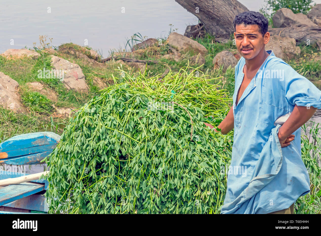 Egyptian man beside mound of freshly harvested feed clover Stock Photo