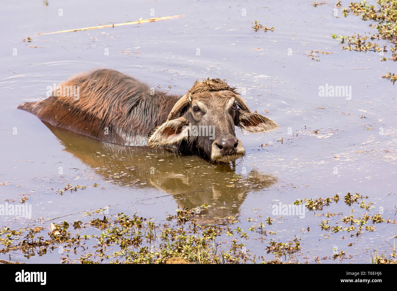 Egyptian water buffalo rests in pond water during middle of day Stock