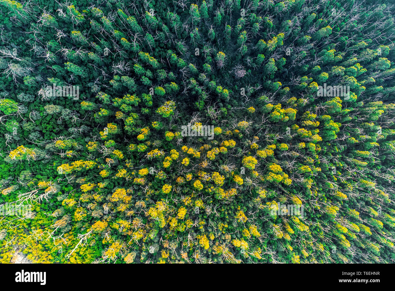 Looking down at eucalyptus tree tops - aerial view Stock Photo