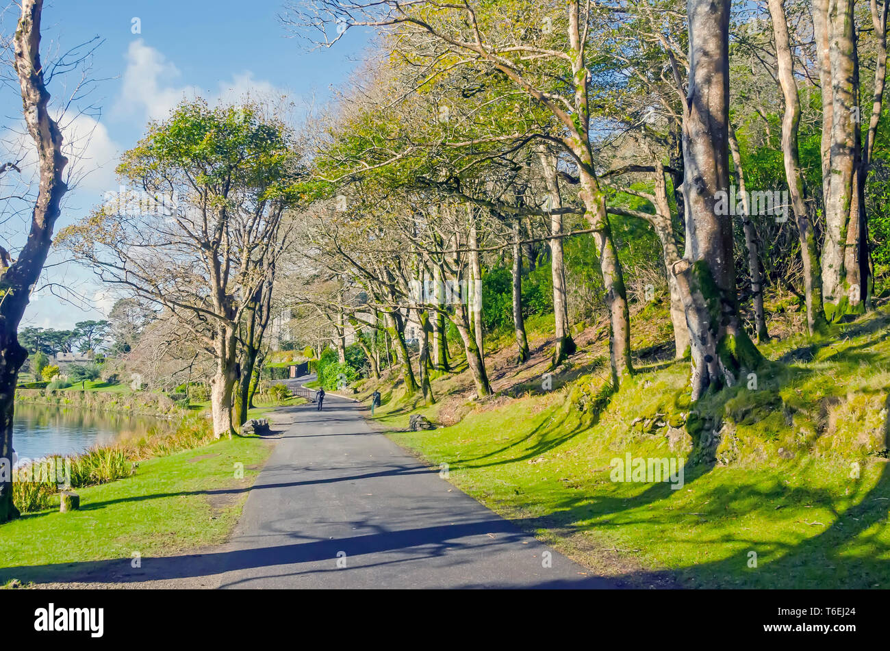 Kylemore Abbey woodland walking trail along the shore, Connemara mountains, Galway, Ireland Stock Photo