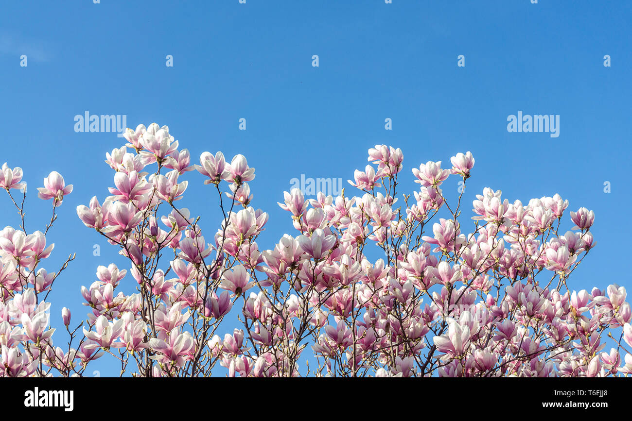 Beautiful magnolia tree blossoms in springtime. Gentle magnolia flower against blue sky. Romantic floral background Stock Photo