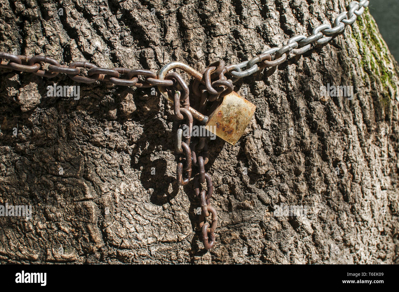 Metal chain with locked padlock Stock Photo