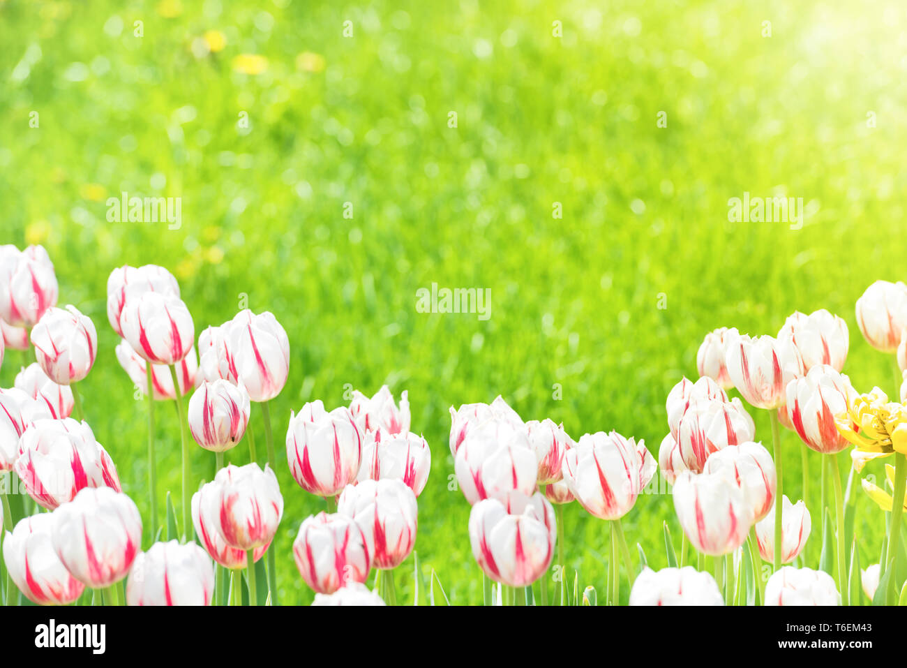Beautiful tulips with green grass Stock Photo