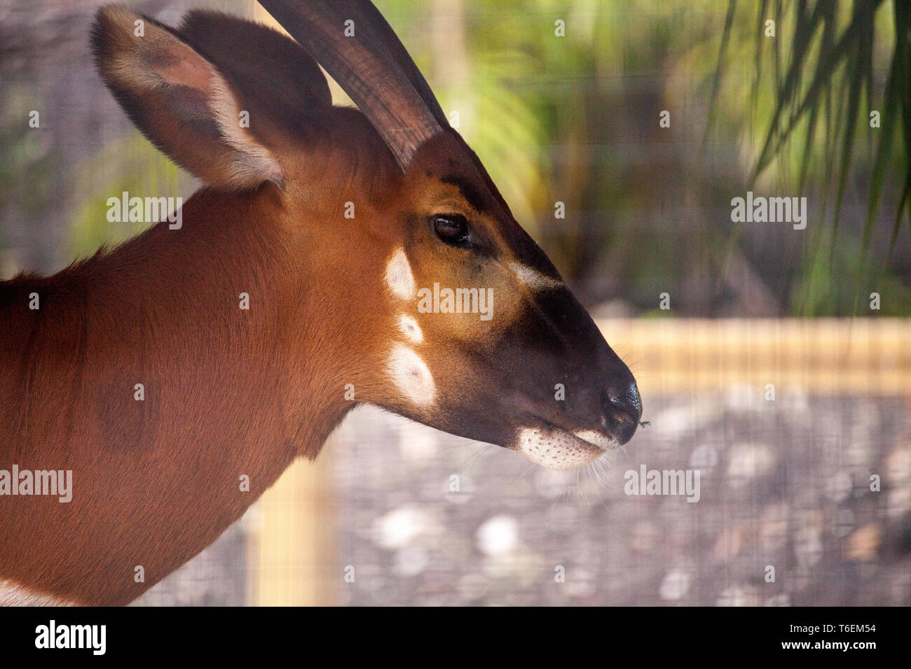 Mountain bongo antelope Tragelaphus eurycerus Stock Photo
