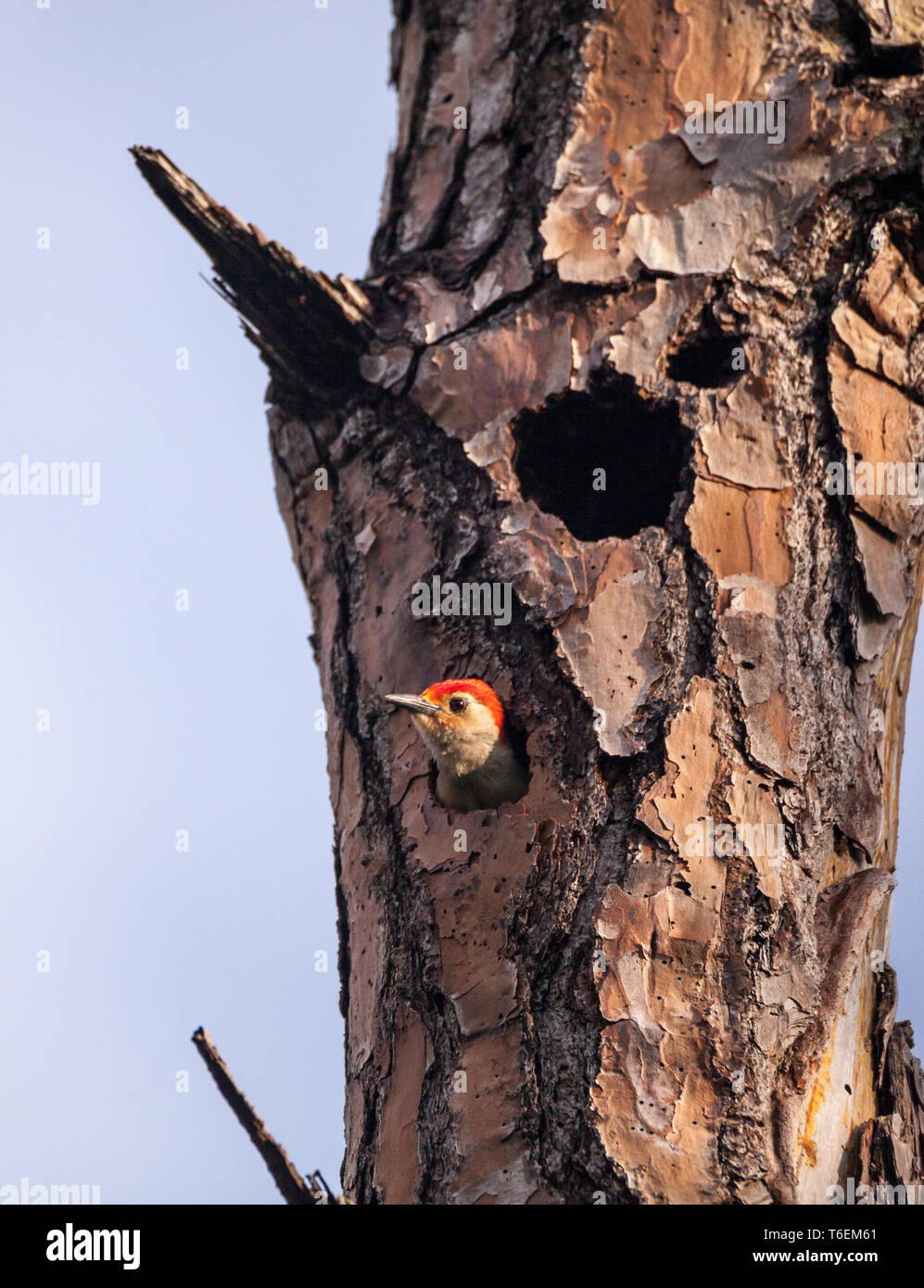 Red-bellied woodpecker bird Melanerpes carolinus in a nest hole Stock