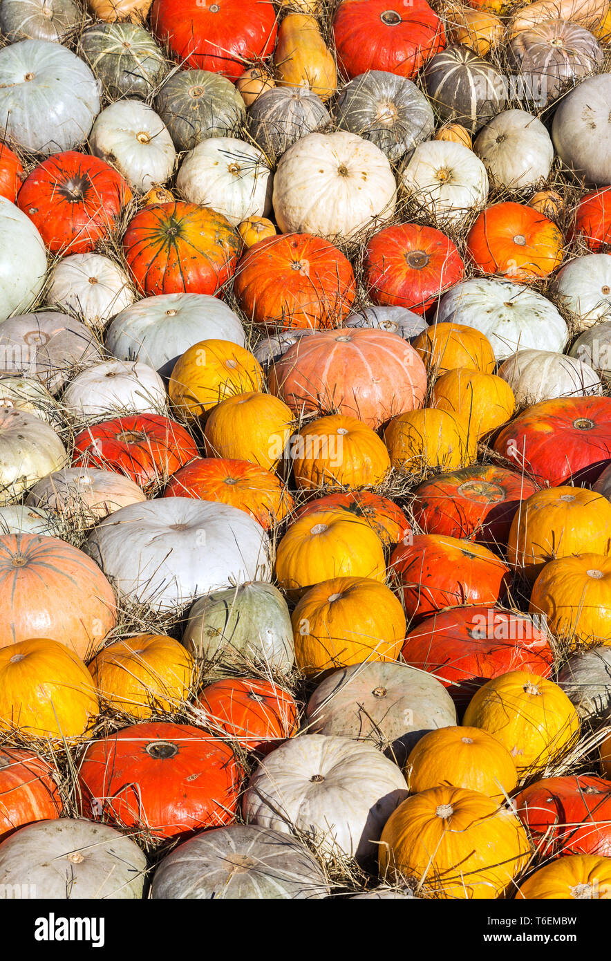 Background of round colorful pumpkins Stock Photo