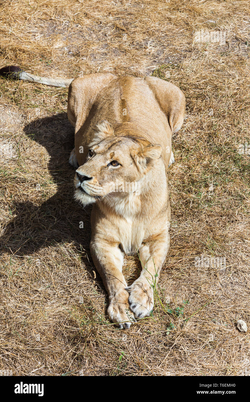 Lioness resting on a meadow Stock Photo