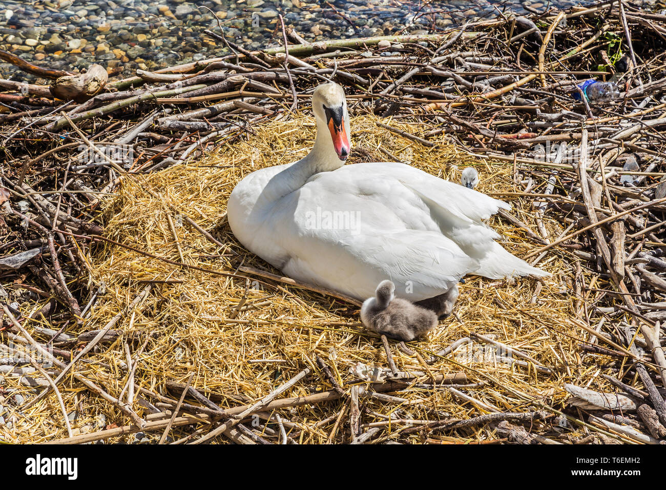 Swan in the nest in a spring day Stock Photo