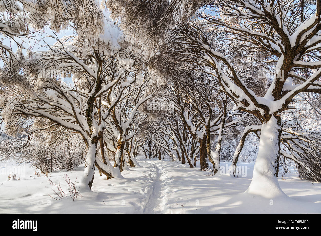 Winter Park in Moscow Stock Photo